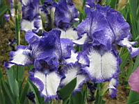 Iris (24) (Photo F. Mrugala)